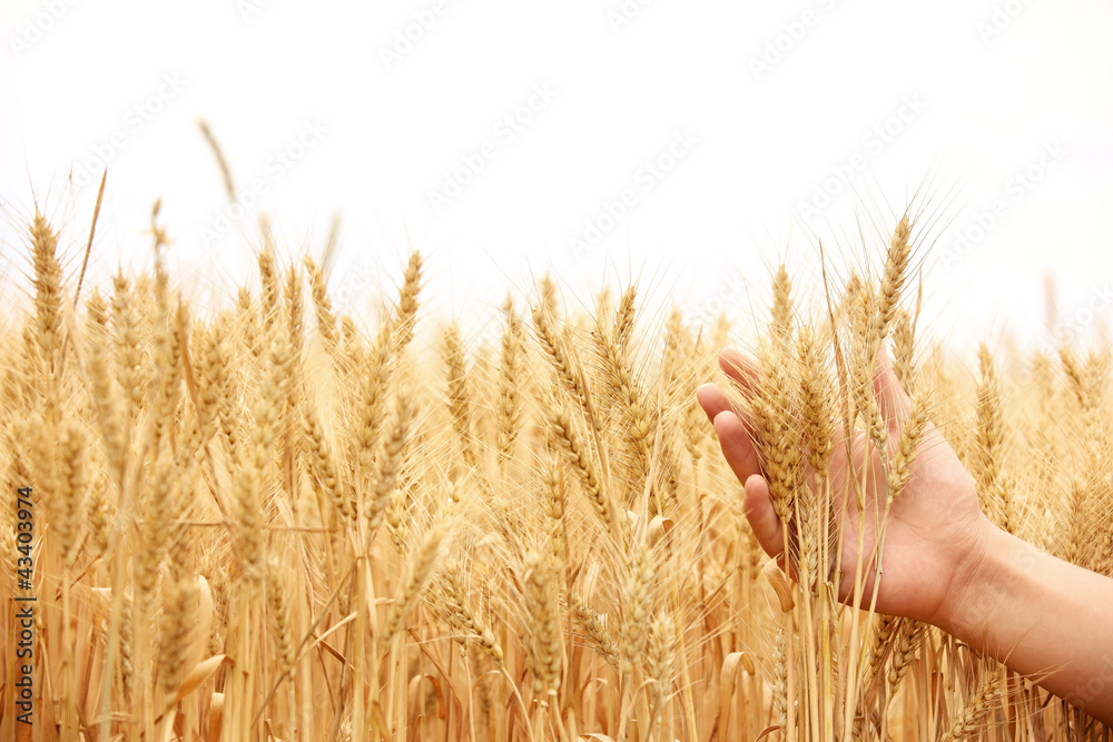 Gold harvest in hand