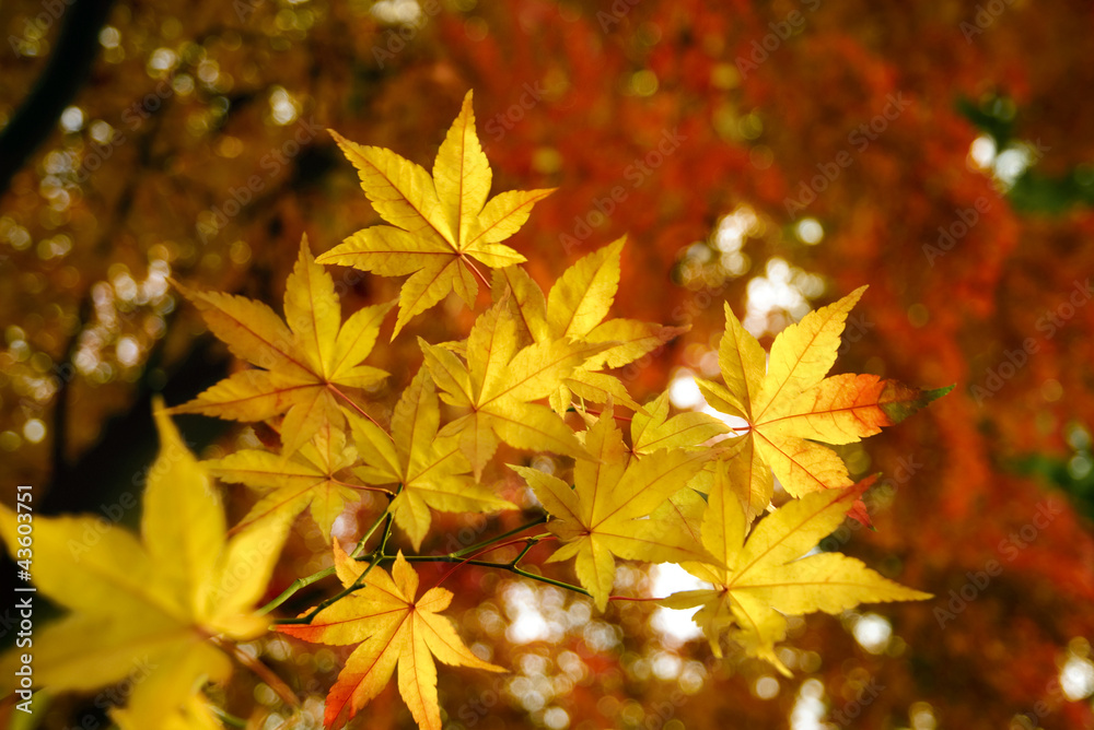 Goldene Herbstpracht