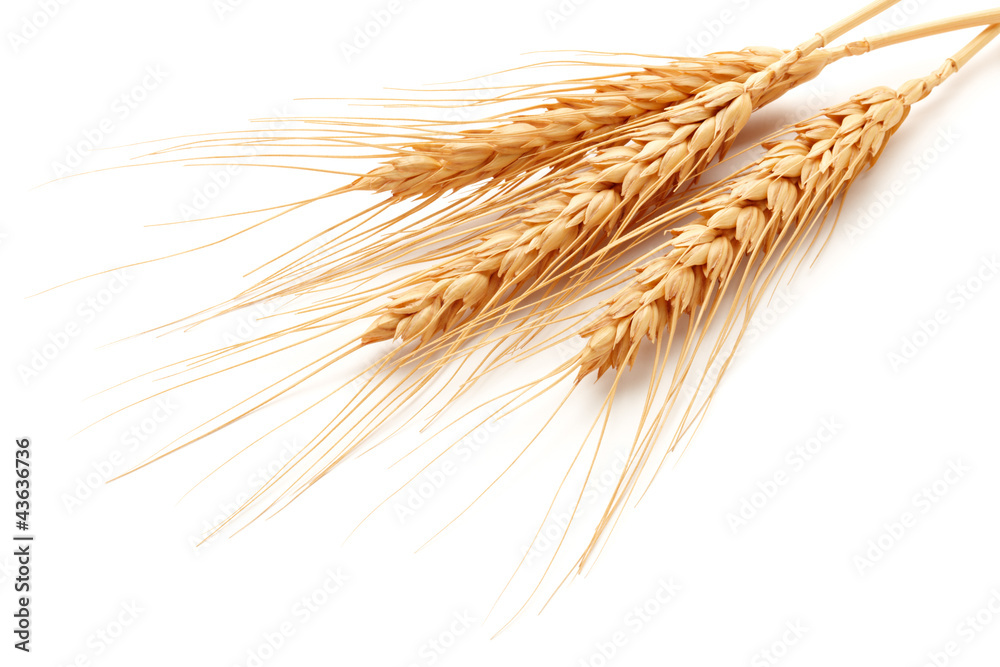 wheat ears