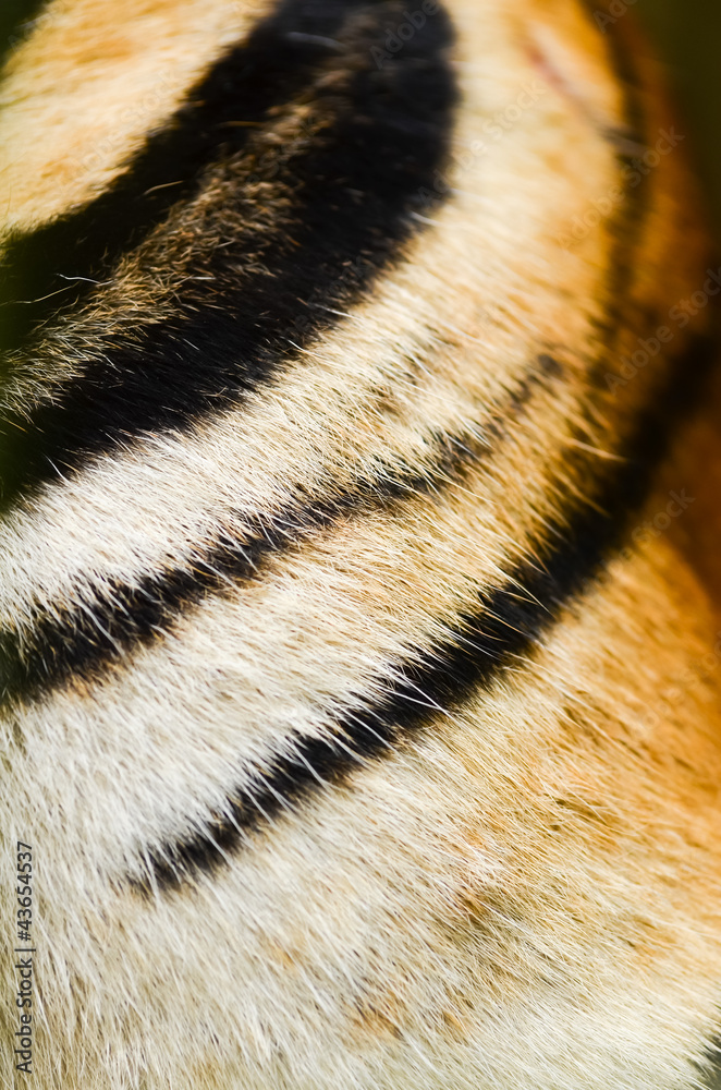 tiger skin