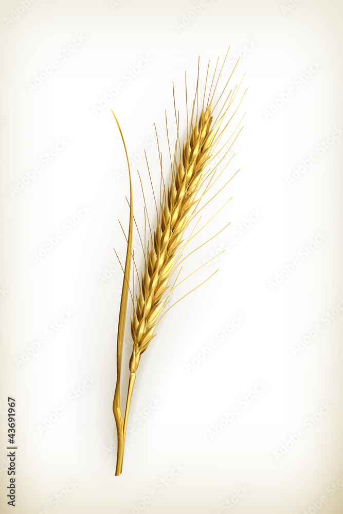 Ear of wheat