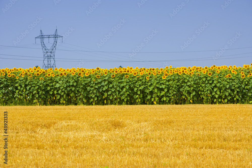 Sonnenblumenfeld vor Stromleitung