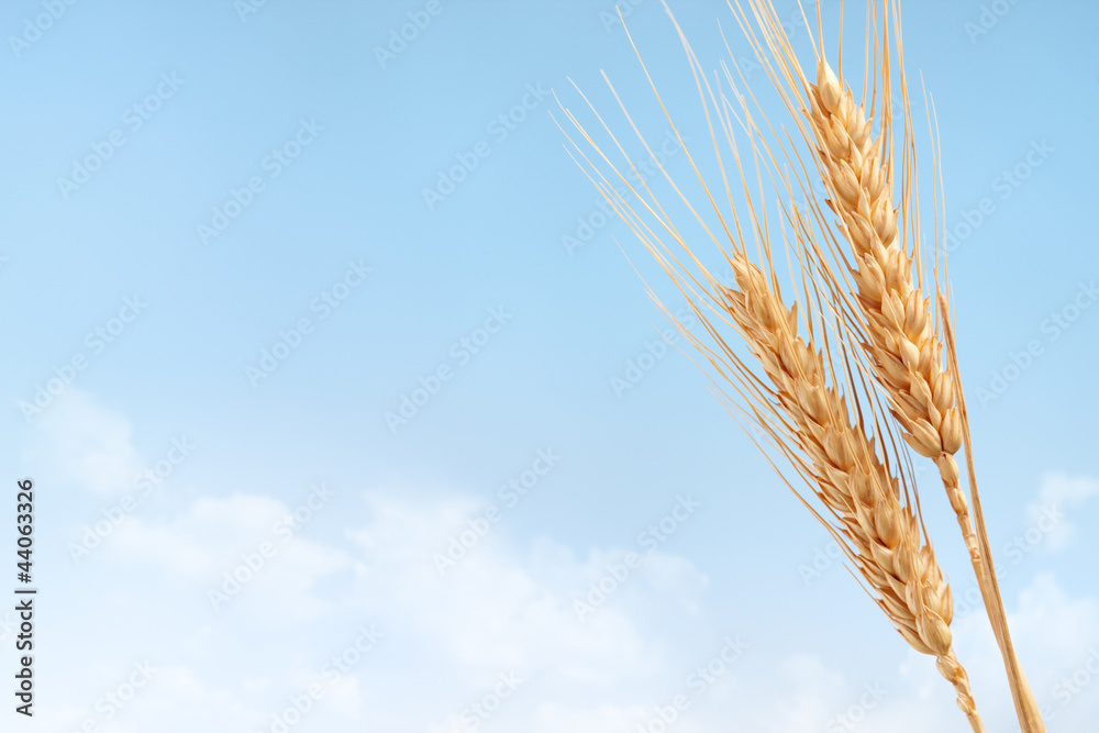 wheat