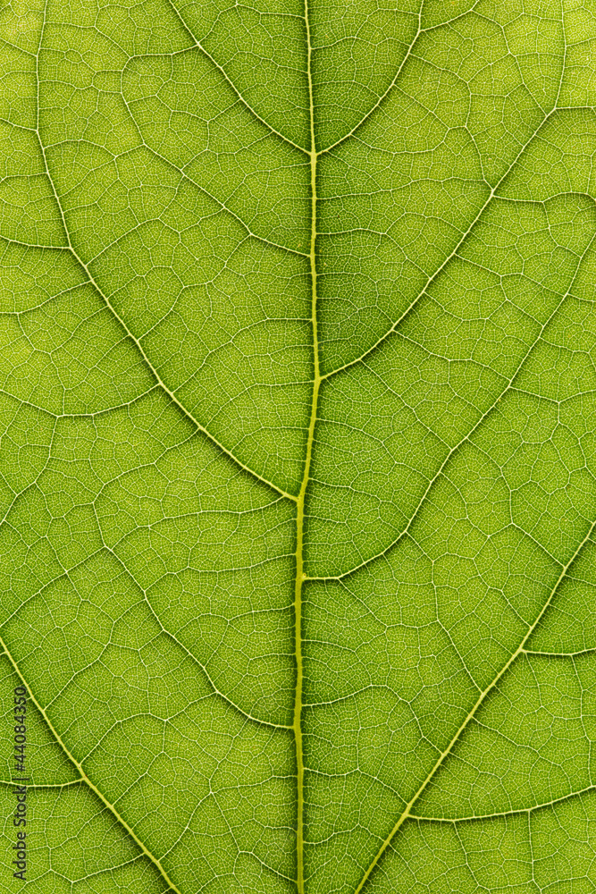 green leaf texture