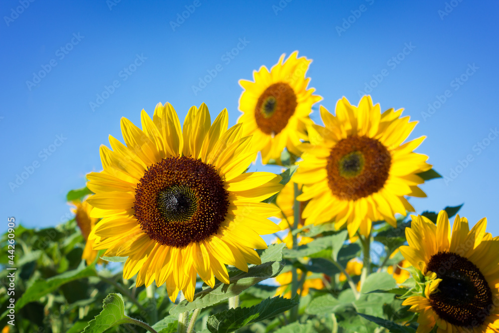 Sonnenblumen