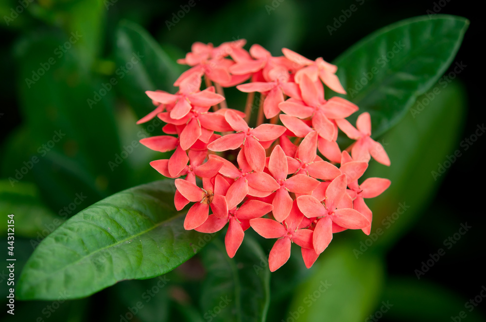 Ixora