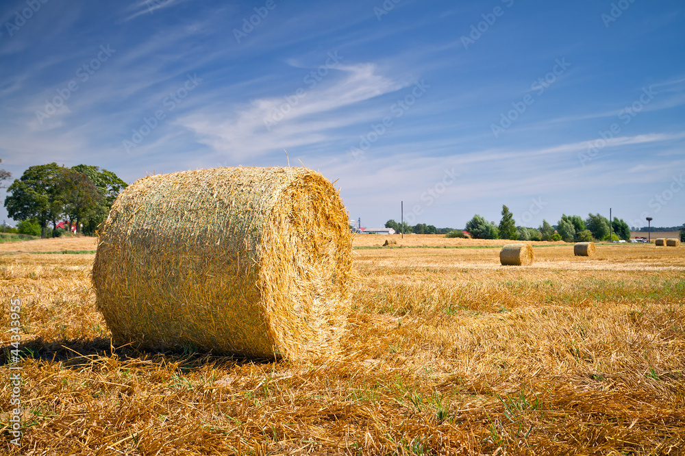 Hay bales on the field after harvest, Poland