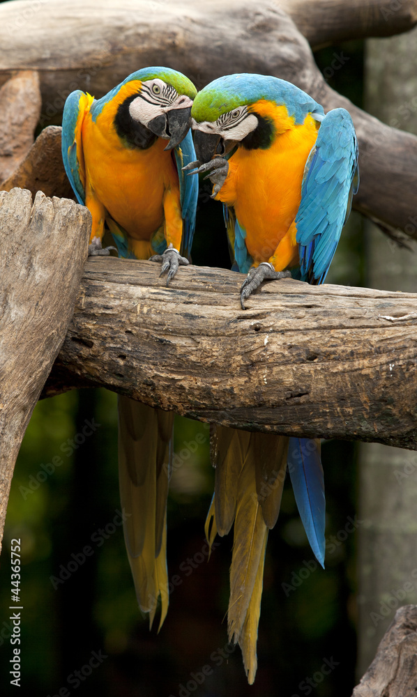 Macaw