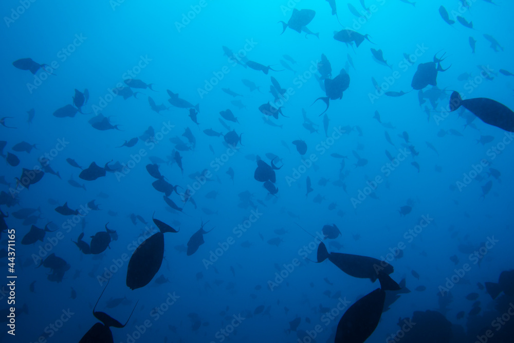 海底生物奇观