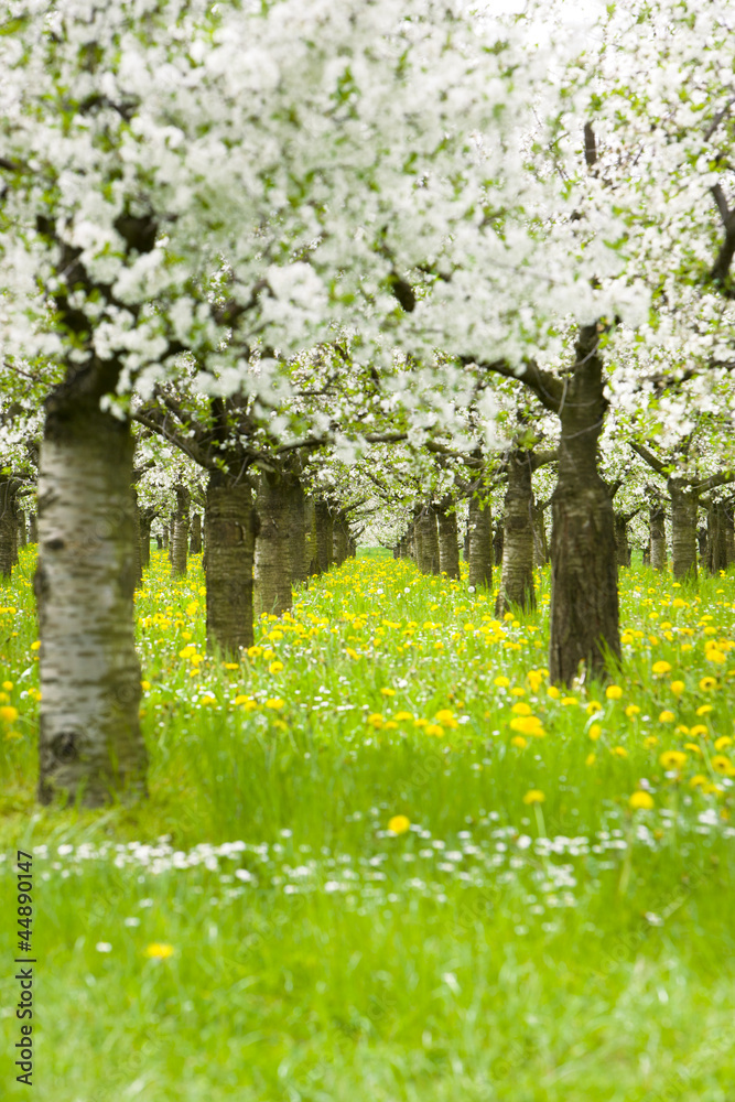 Kirschblüten