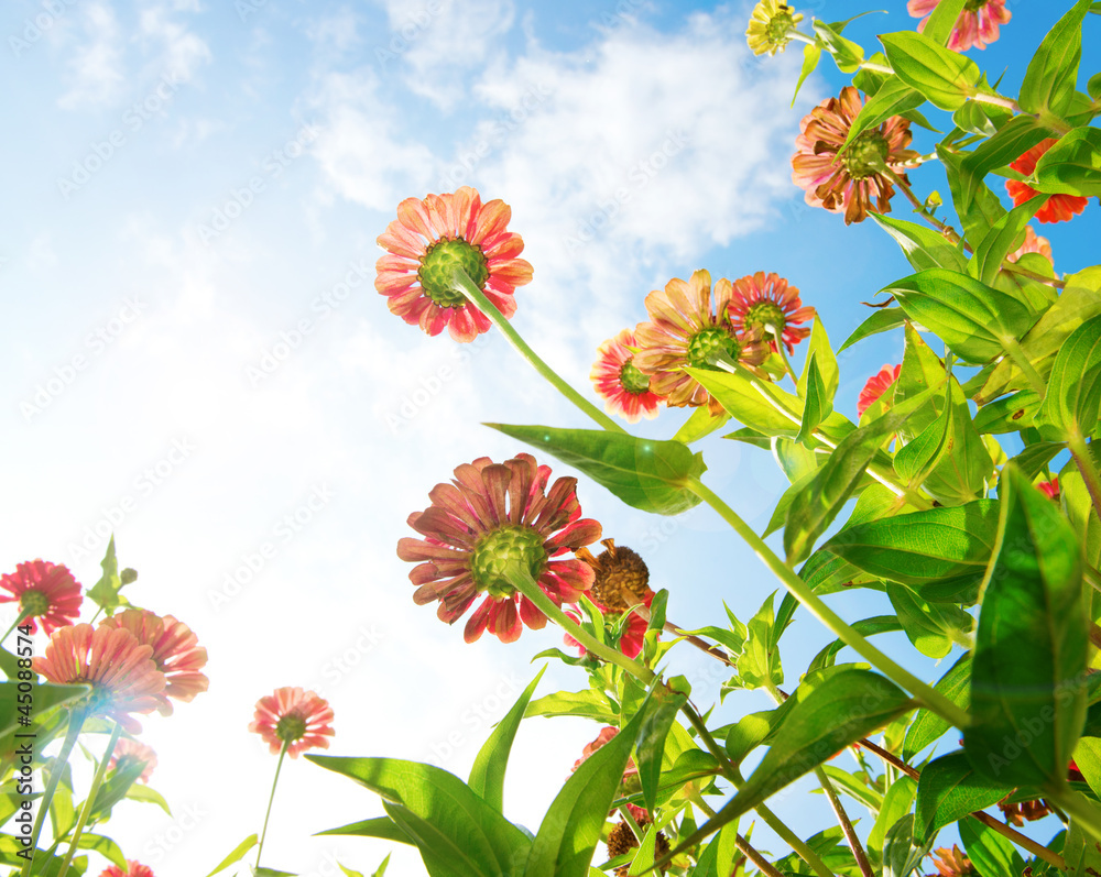 蓝天上的花朵。百日菊花。秋天的花朵