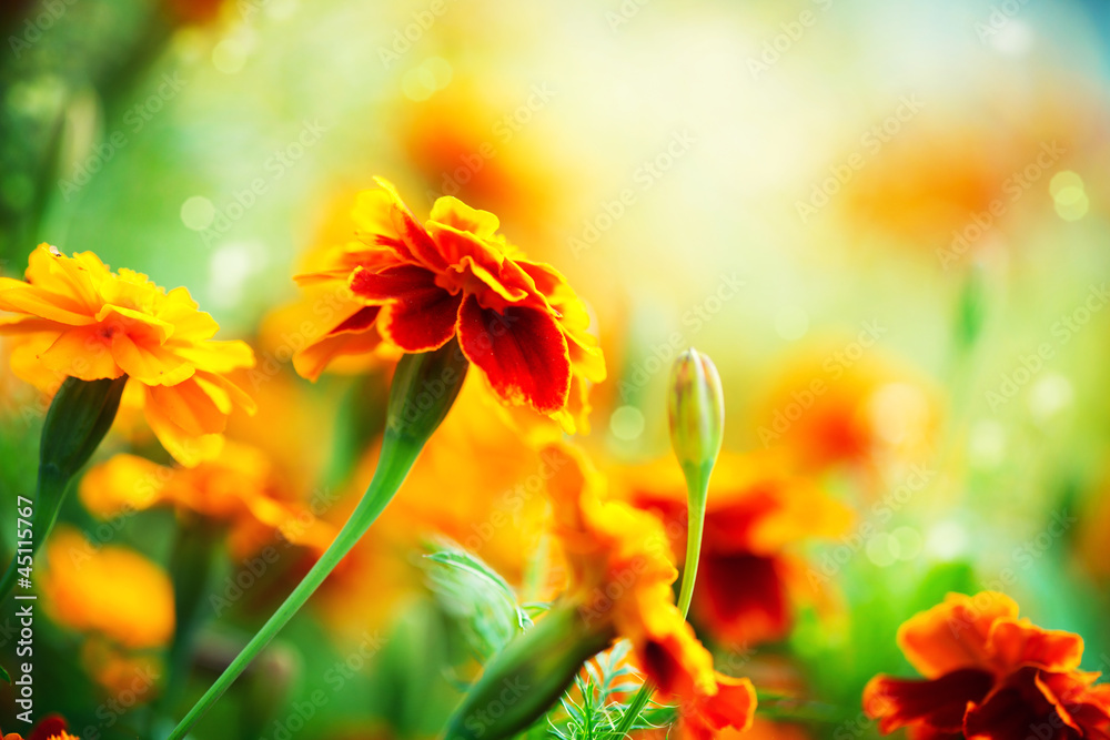 Tagetes Marigold Flower. Autumn Flowers Background