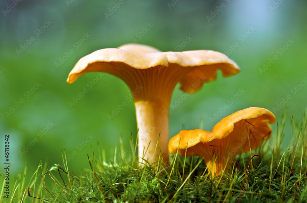 chanterelle