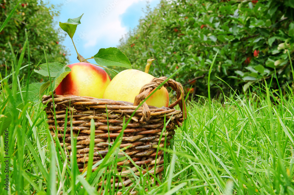 Fresh organic apples in the basket