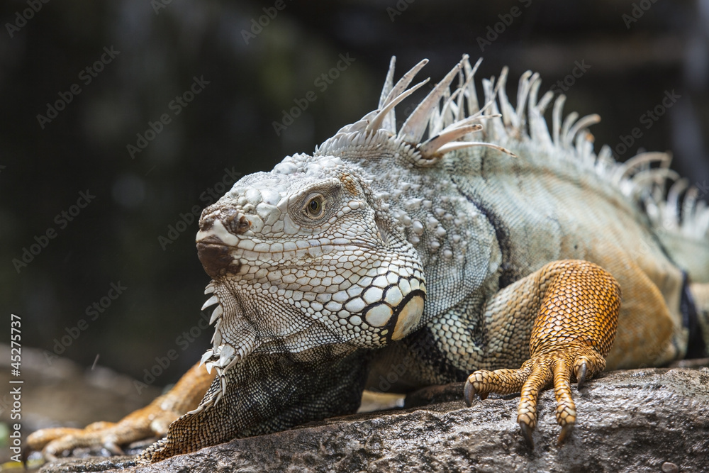 iguana