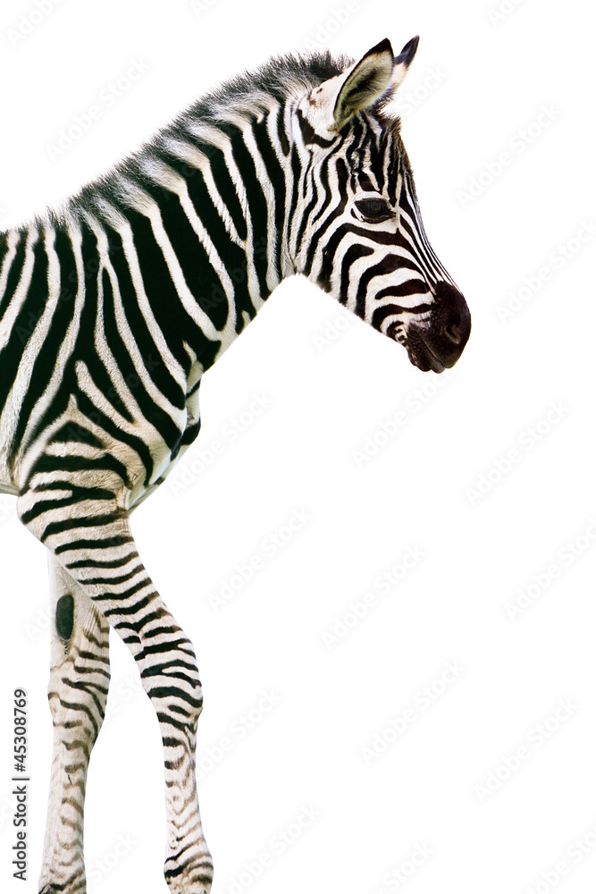 New born baby zebra isolated on white