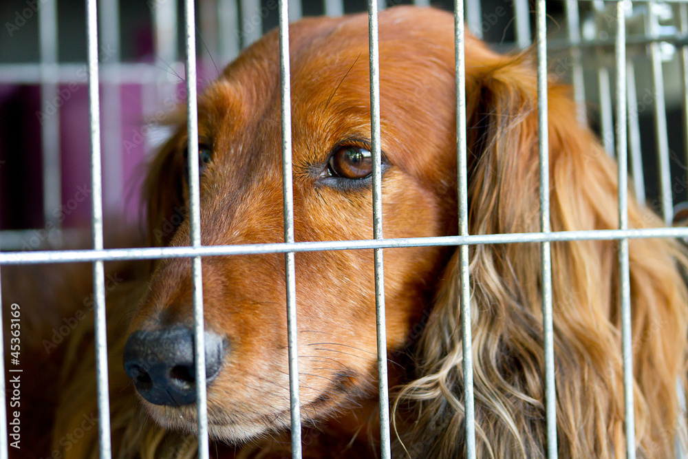 笼子里悲伤的可卡犬