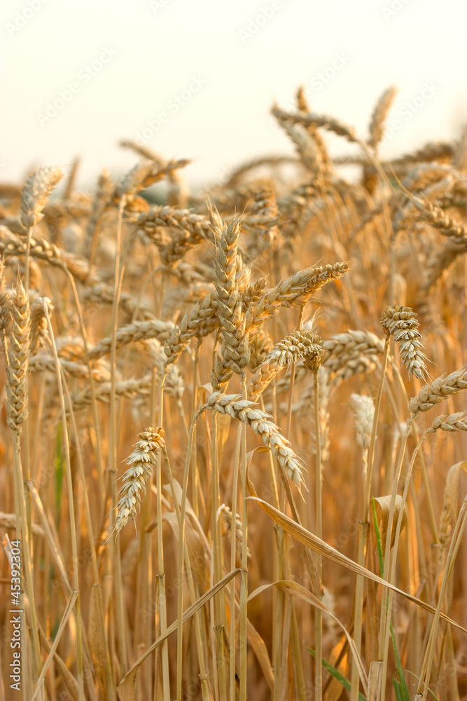 Wheat field,