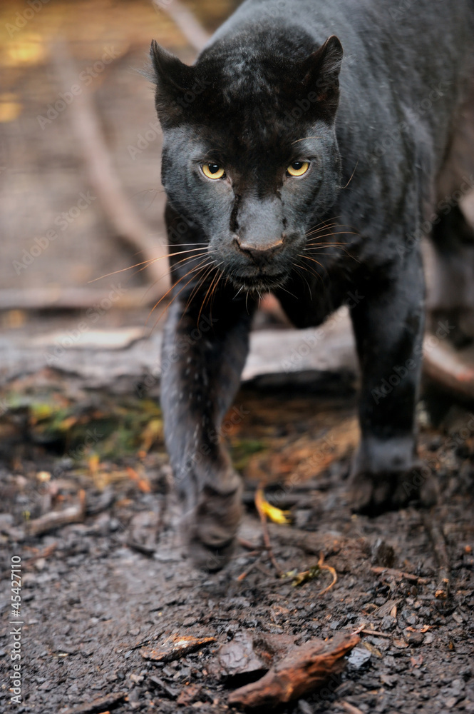 Black leopard