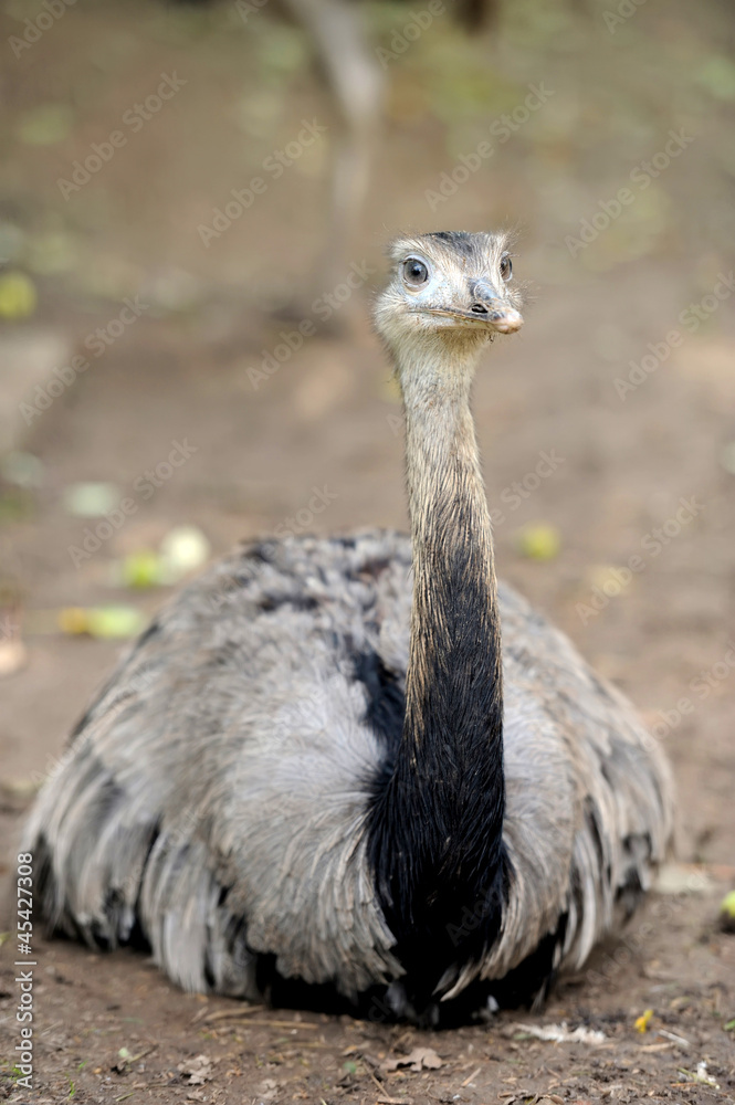 Emu