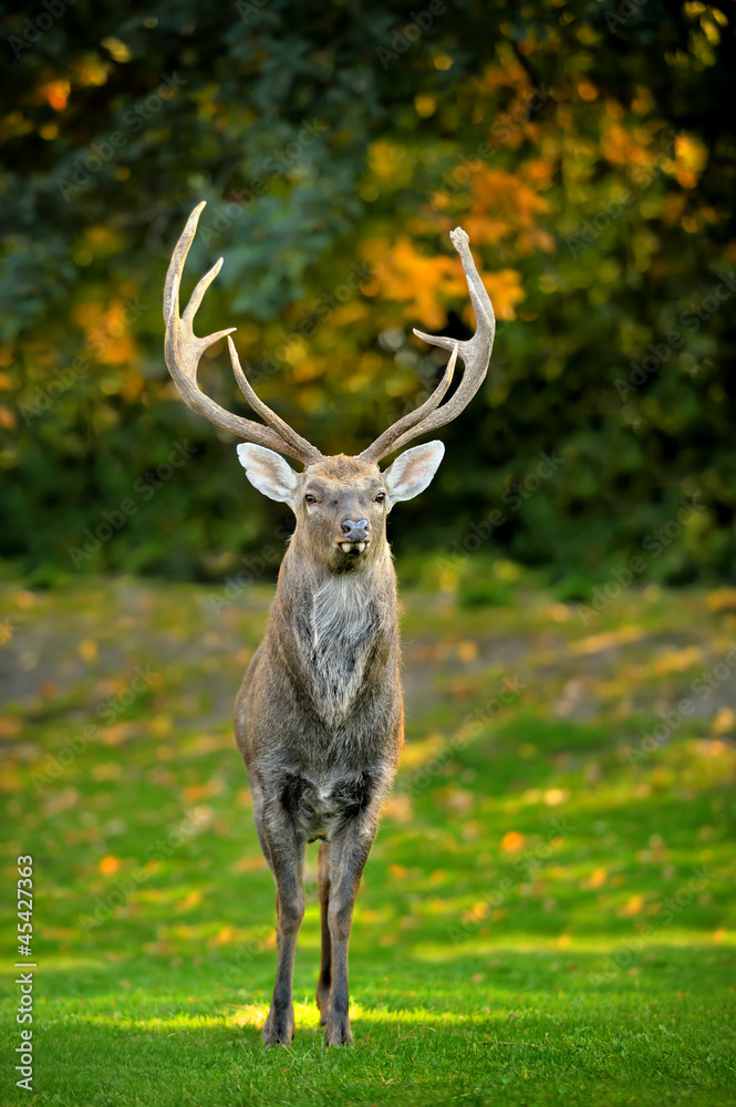 Beautiful image of red deer