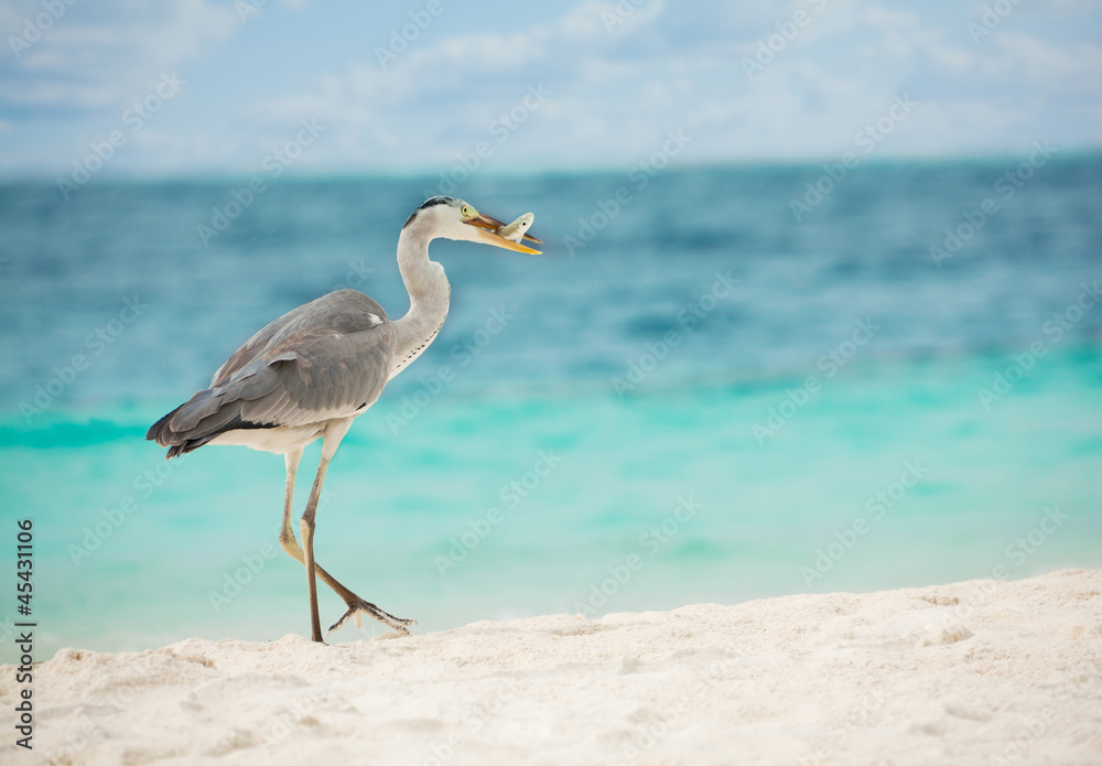 Egret with fish in beak