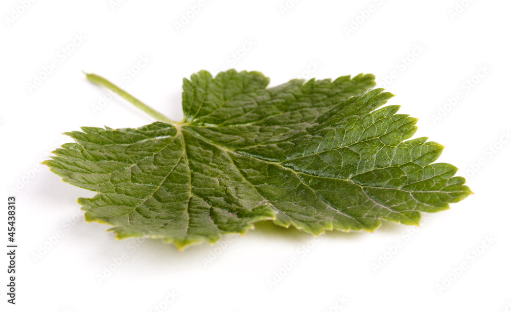 green leaf on a white