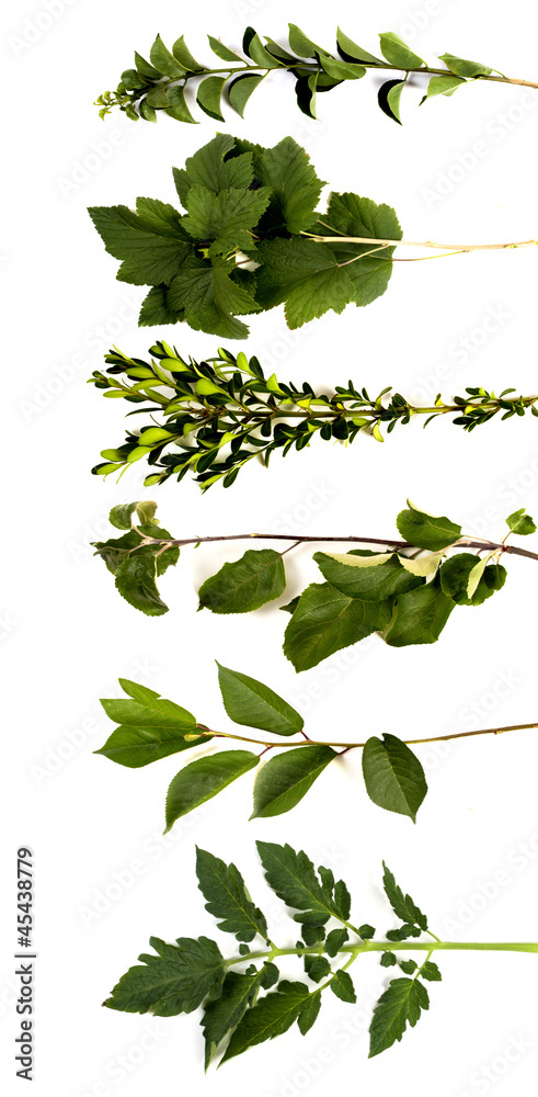 tree limbs isolated on white background