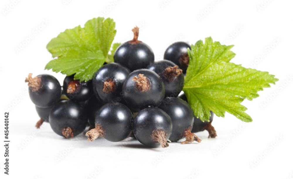 Blackcurrant with leaves