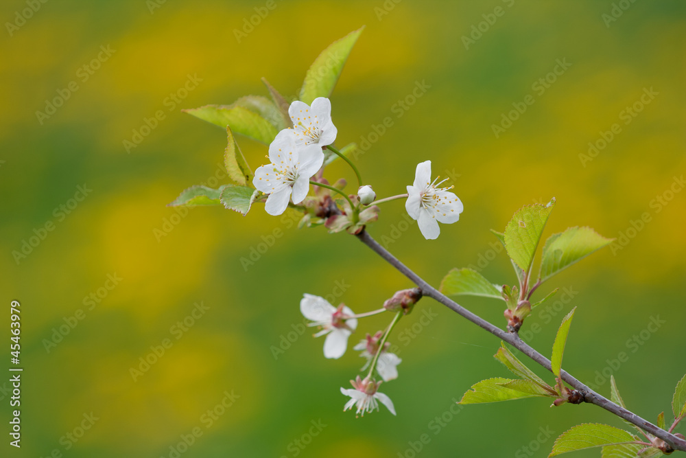 Blooming cherry tree