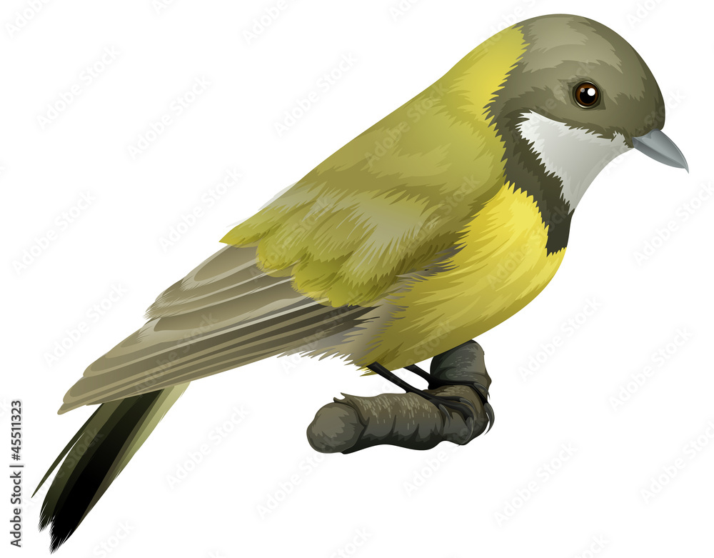 Australian Golden Whistler