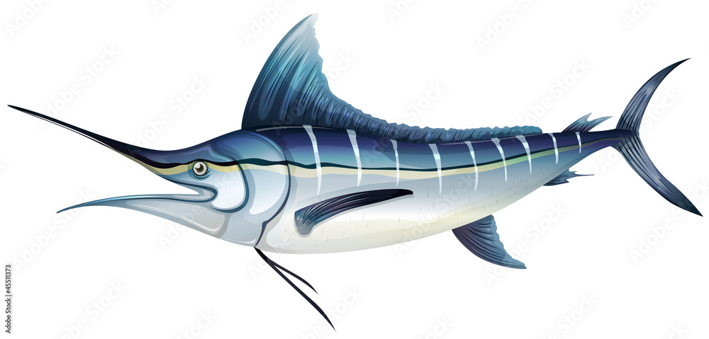 Atlantic blue marlin