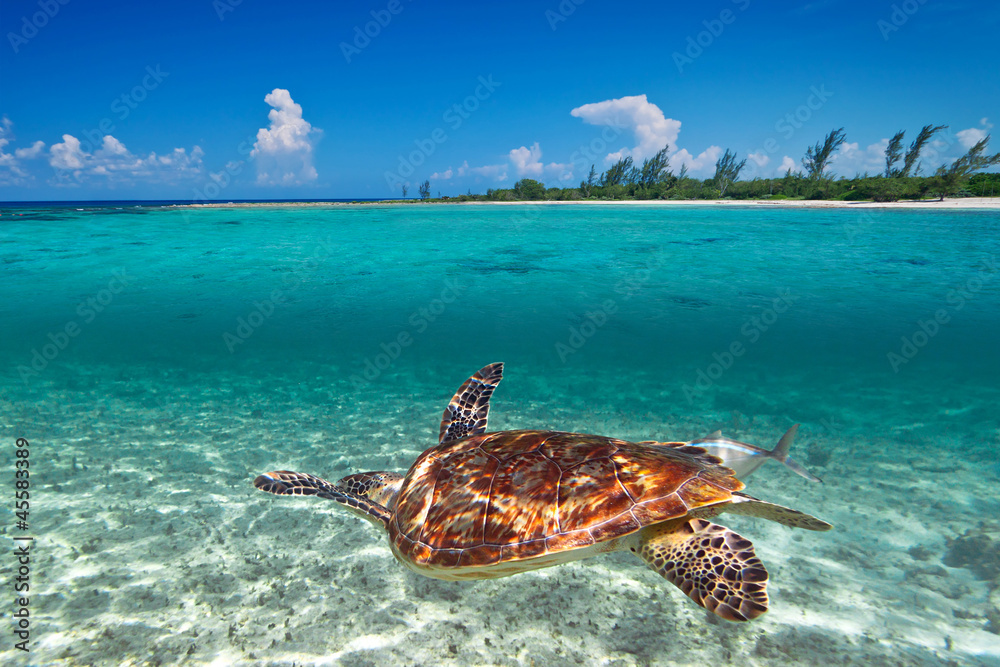 Green turtle in Caribbean Sea scenery of Mexico