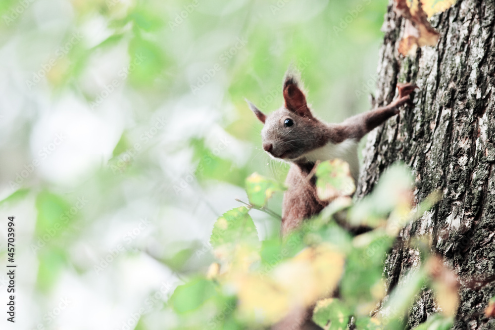 squirrel