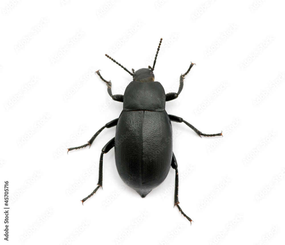 black beetle