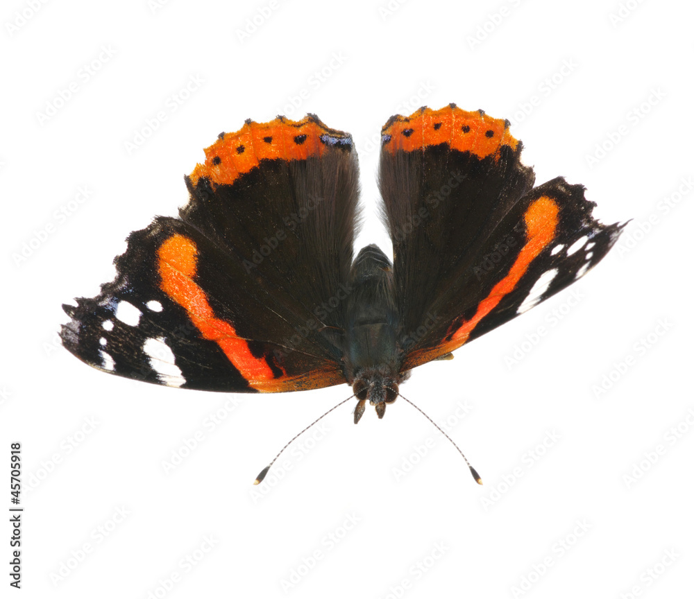 Vanessa atalanta