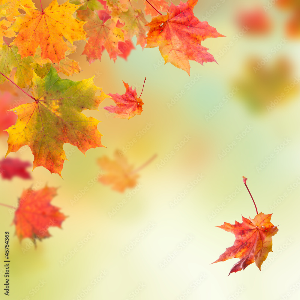 Autumn maple leaves background