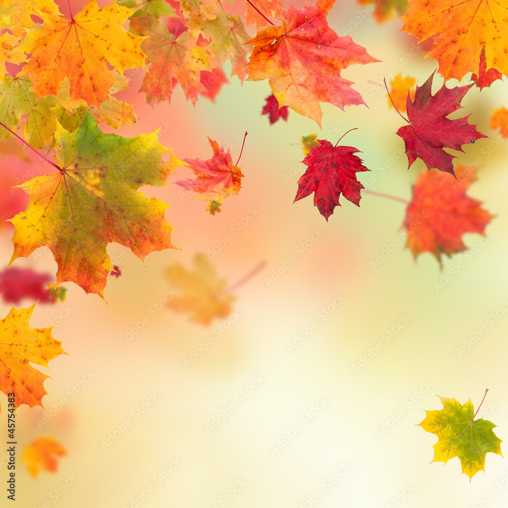 Autumn maple leaves background