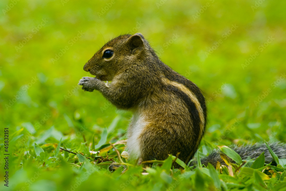 chipmunk