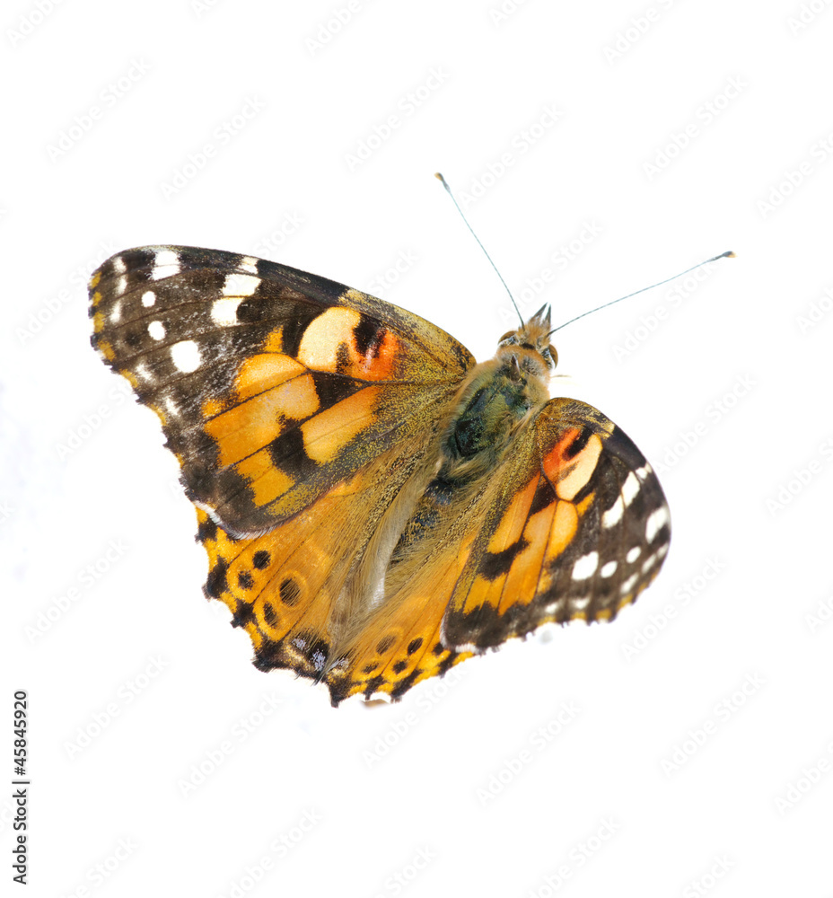 Vanessa atalanta