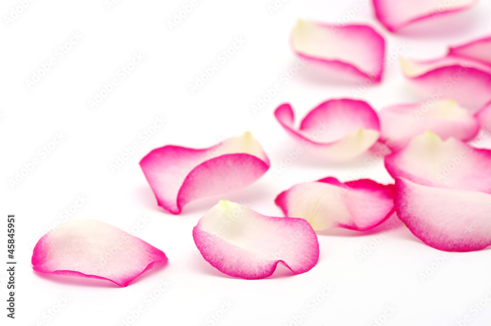 pink rose petals