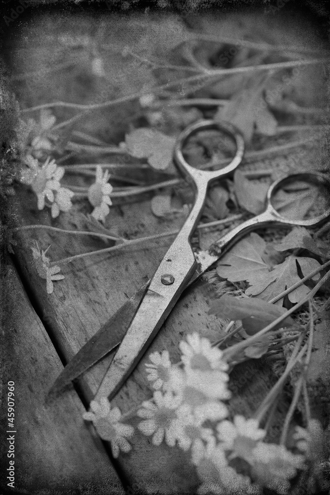 flowers with scissors