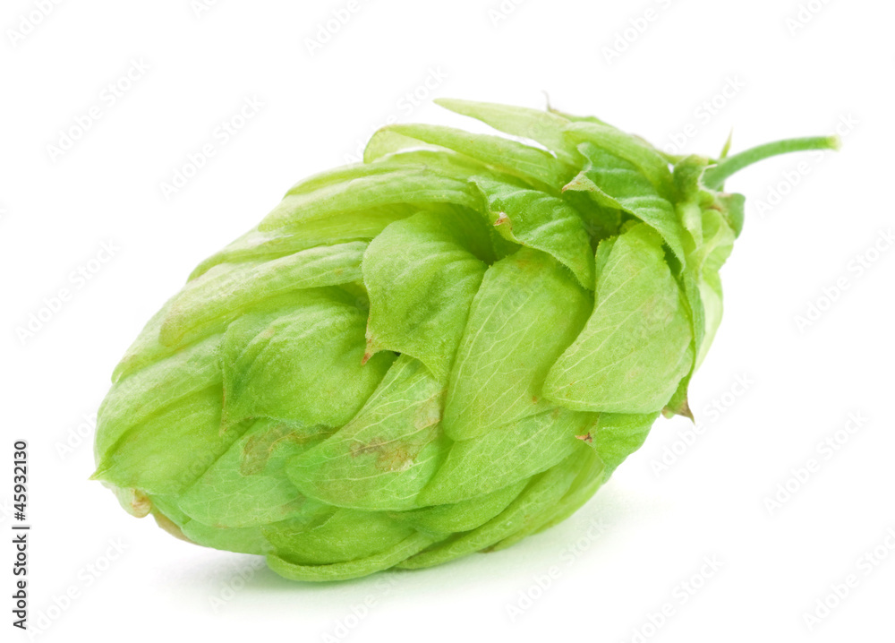 Green hop plant