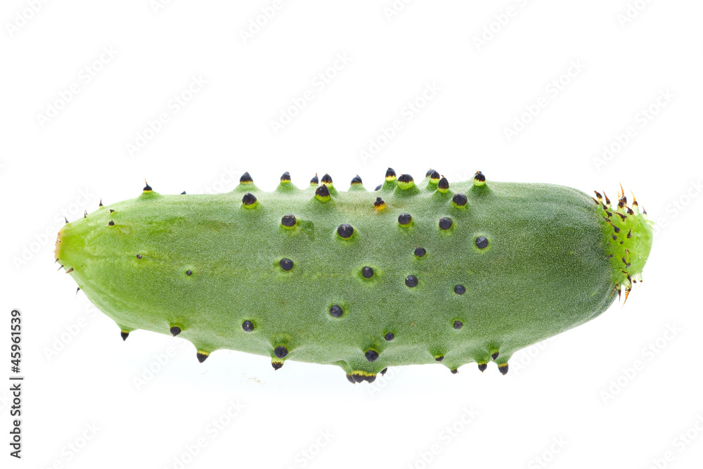 Young small cucumber