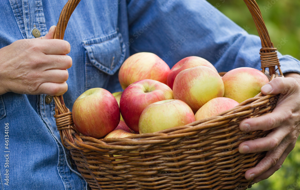 Basket full of apples in the hands of women