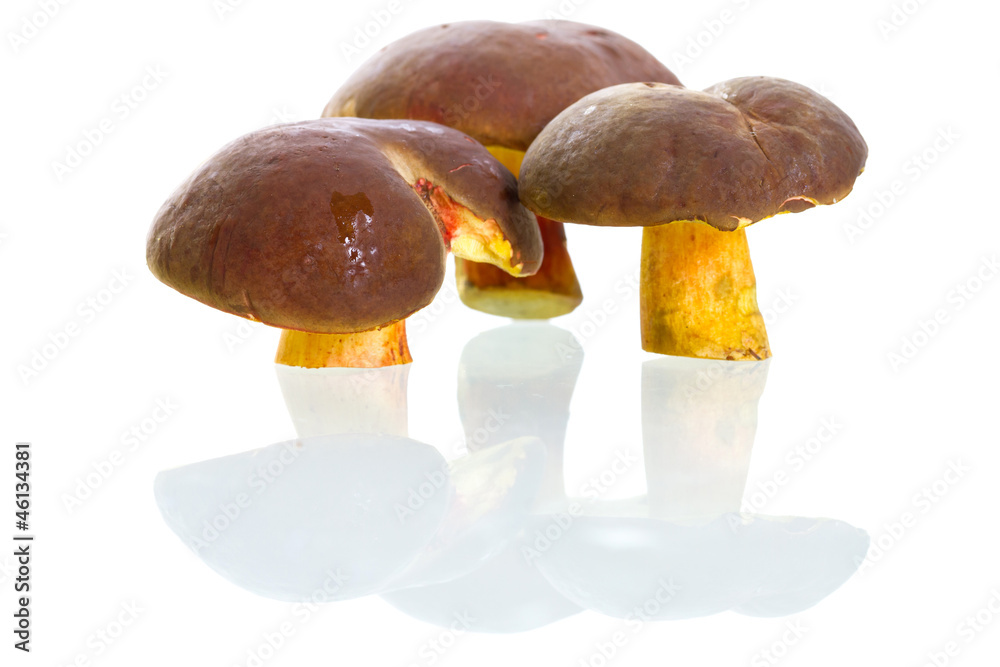 Boletus badius mushrooms isolated on white