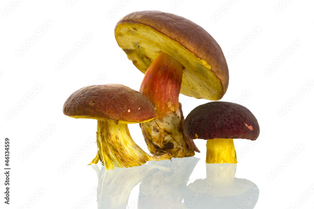 Boletus badius mushrooms isolated on white