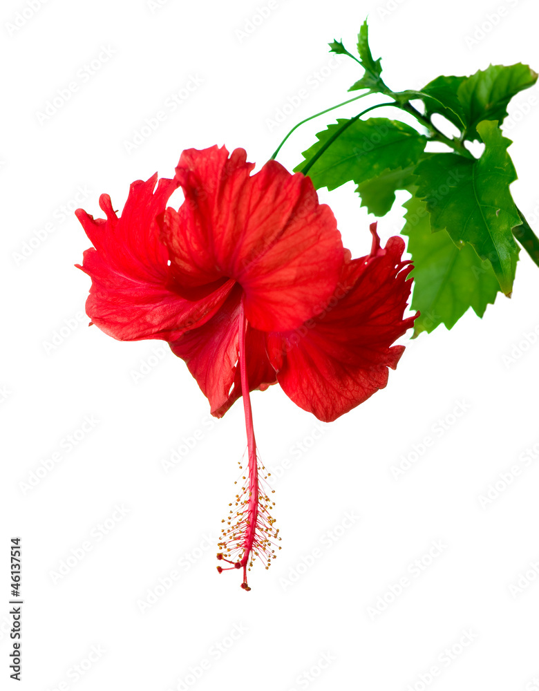 Hibiscus Flower