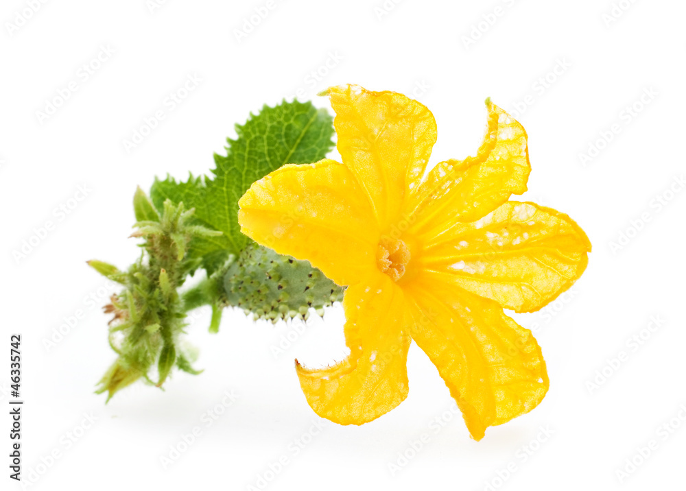 Small cucumber with flower