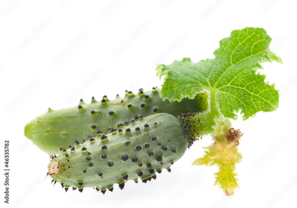 Young small cucumber